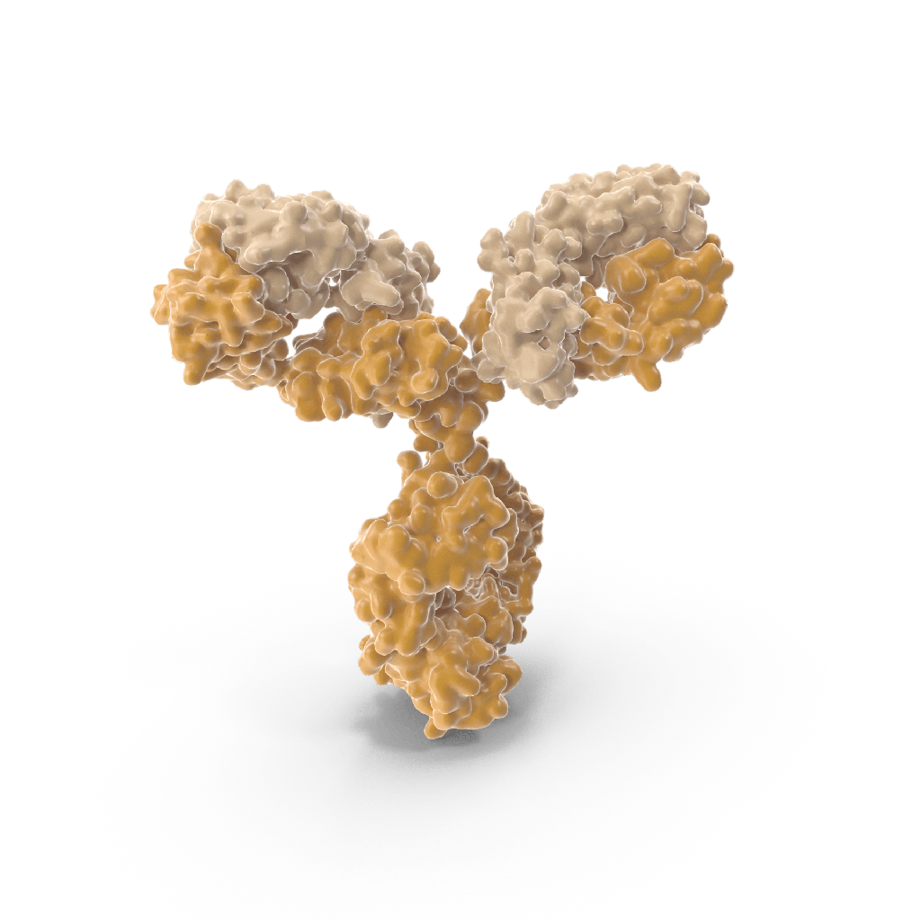 Anti Methylglyoxal (MG) monoclonal Antibody